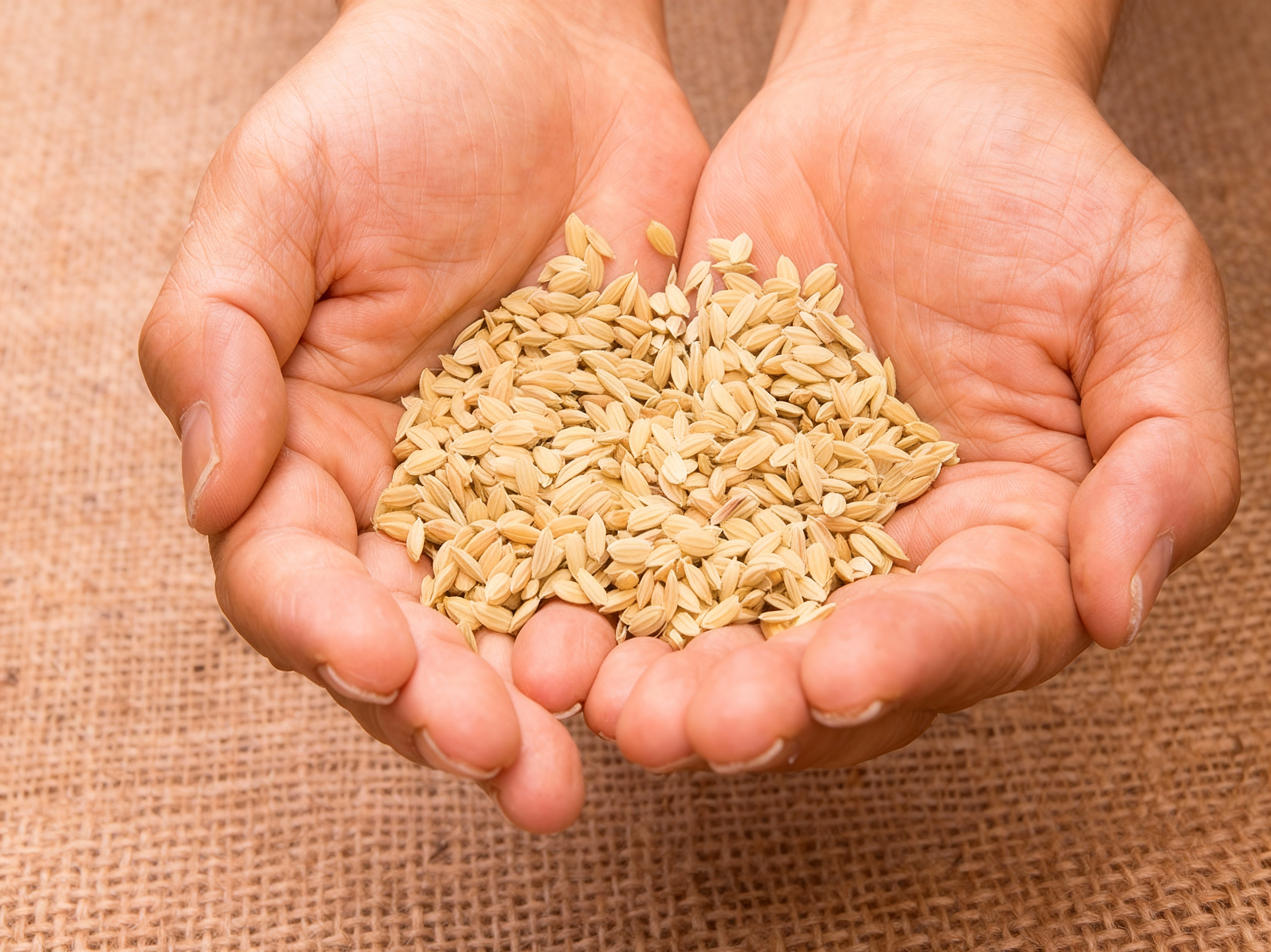 種まき準備・苗づくり